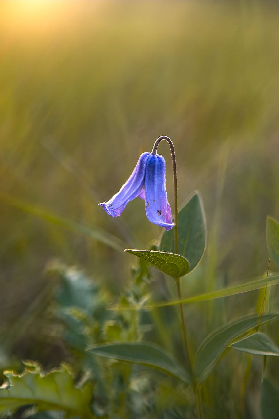 flower, nature, summer, bloom, flora, sunset, color, plant HD wallpaper