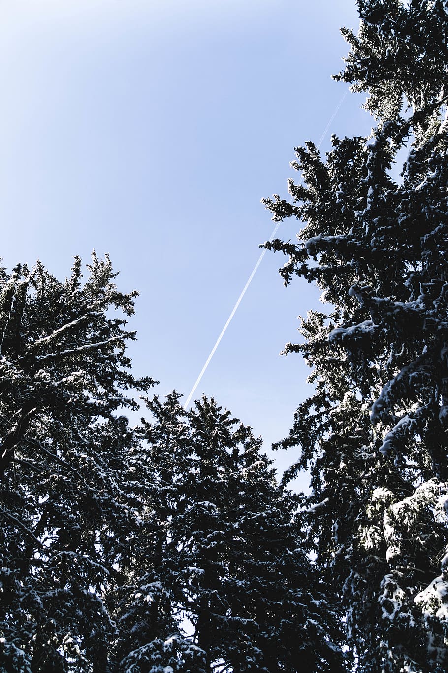 green pine trees, plant, abies, fir, conifer, spruce, nature HD wallpaper