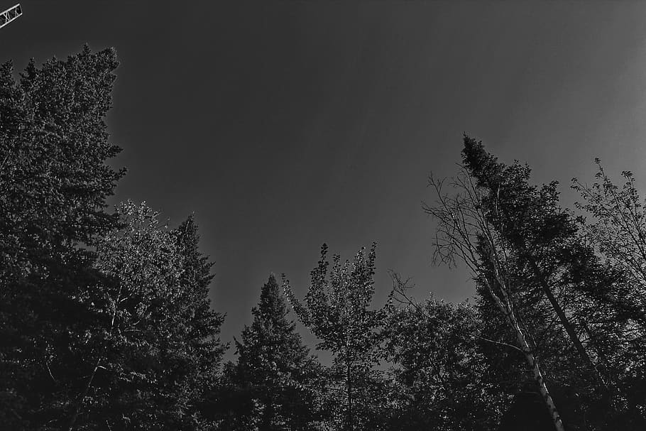canada, saint-sauveur, tree, plant, growth, tranquility, beauty in nature HD wallpaper
