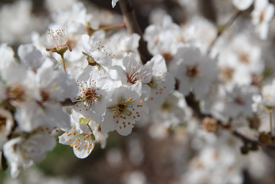 spring, white, white flowers, cherry blossom, bloom, blossoms HD wallpaper