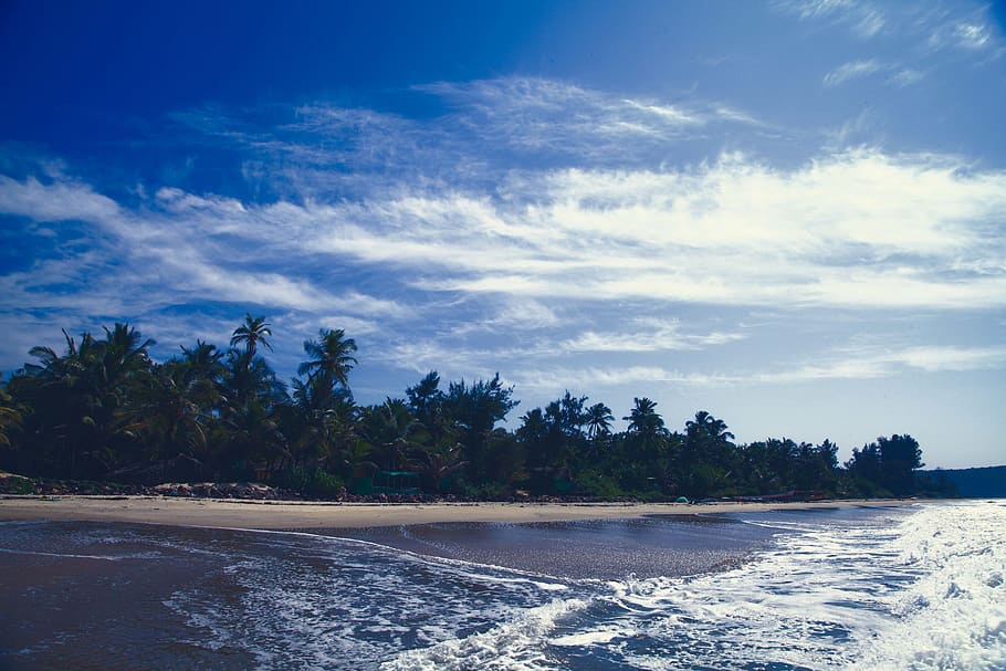 Landscape Photography of Coconut Tree Near Seashore, beach, daylight HD wallpaper