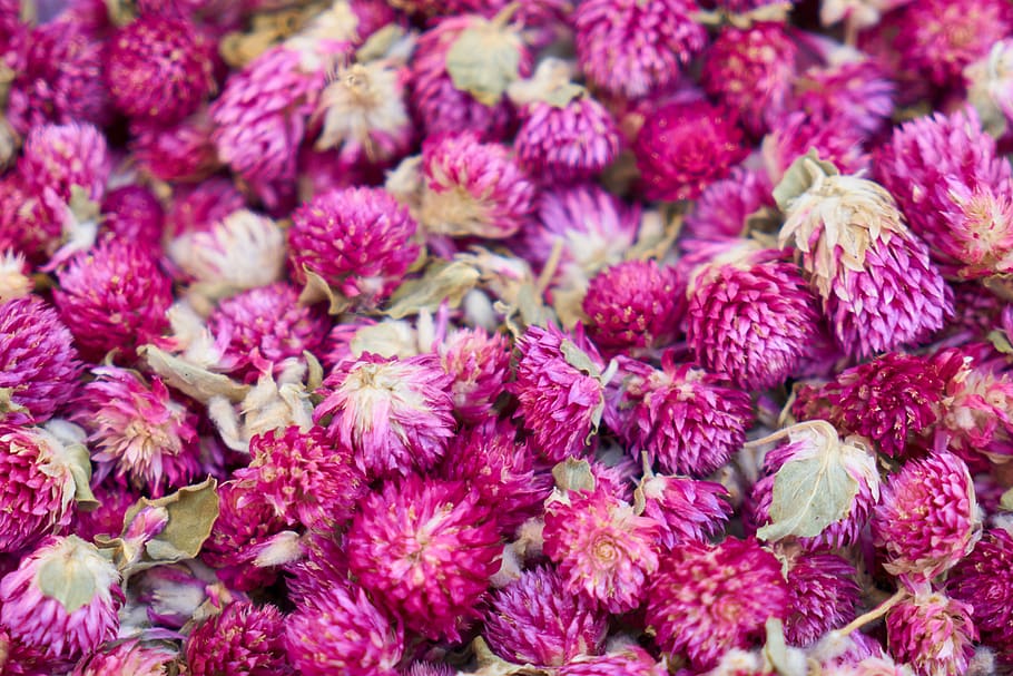 flower, purple, texture, background, nature, plant, garden HD wallpaper