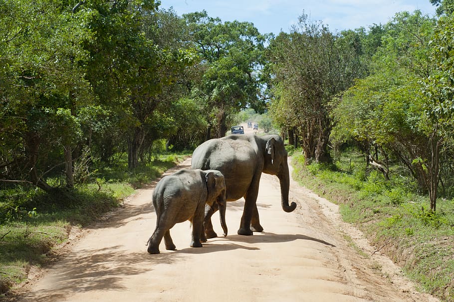 Elephant Walking, bush, daylight, elephants, environment, grass HD wallpaper