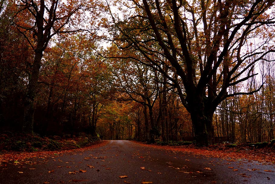 autumn, road, trees, galicia, ourense, color, ribeira sacra, HD wallpaper