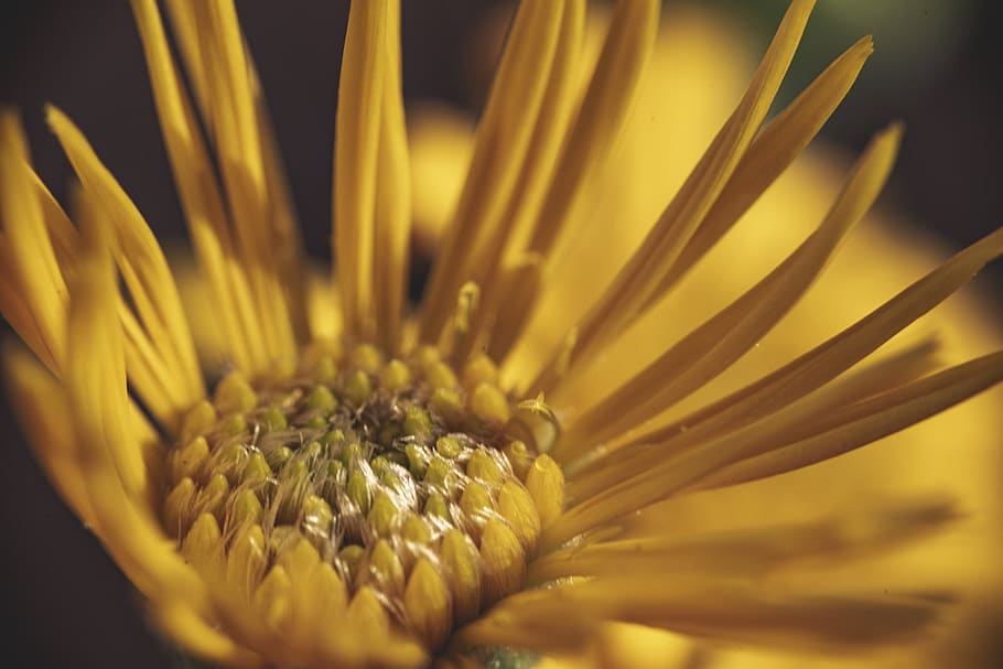 yellow petaled flower, plant, growth, close-up, freshness, flowering plant HD wallpaper