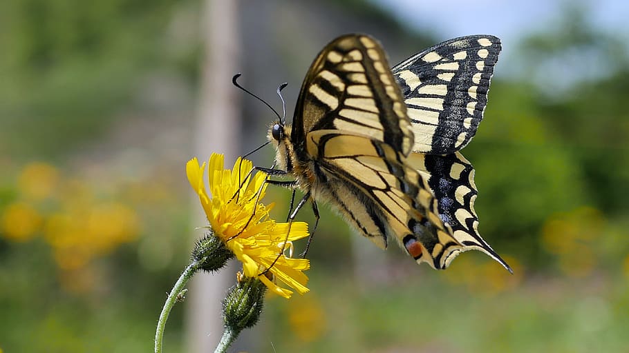 butterfly, insects, macro, pollen, yellow, animal wildlife HD wallpaper