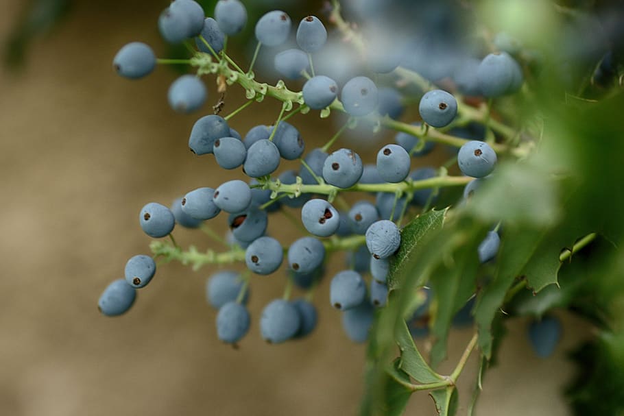 berry, fruit, blue, nature, sweet, autumn, healthy eating, berry fruit, HD wallpaper
