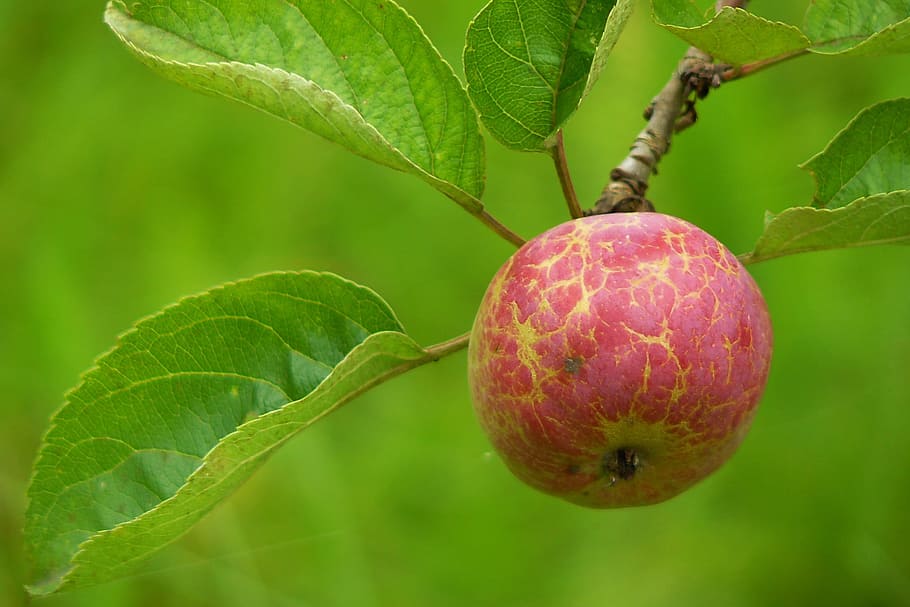 apple, fruit, nature, fresh, green, sweet, food and drink, leaf HD wallpaper