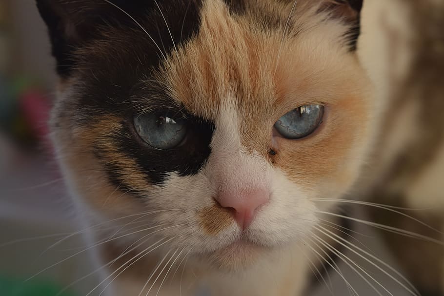 cat, misifu, blue, white, black, yellow, noise, mammal, animal themes HD wallpaper