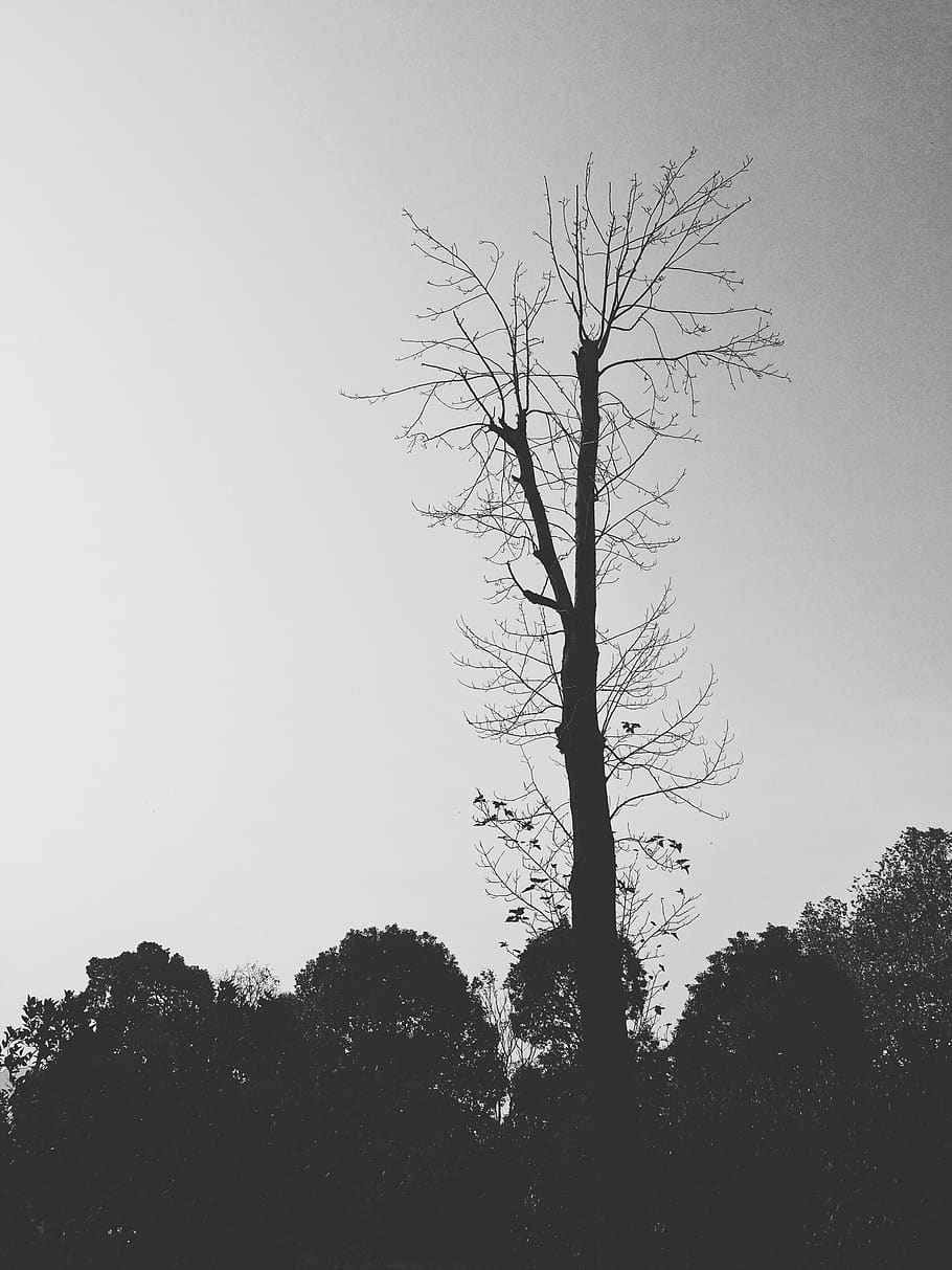 tree, black, plant, sky, clear sky, tree trunk, beauty in nature HD wallpaper