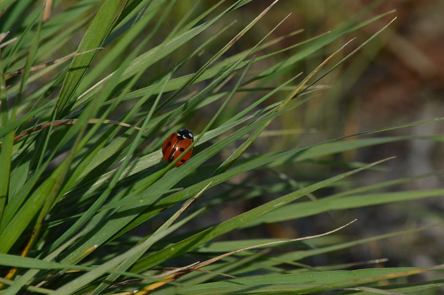 ladybug, beetle, polka dots, grass, nature, animals in the wild, HD wallpaper