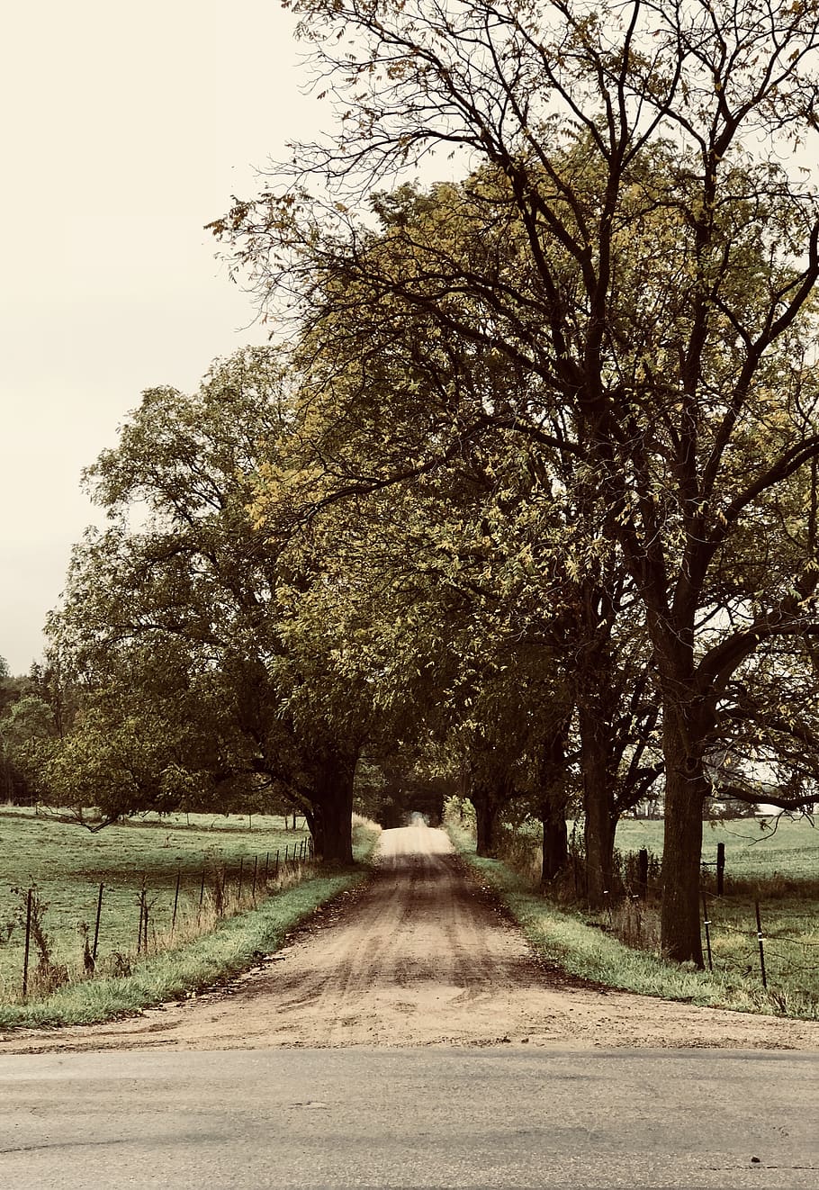 green, tree, nature, fall, midwest, road, dirt, dirt road, perspective HD wallpaper