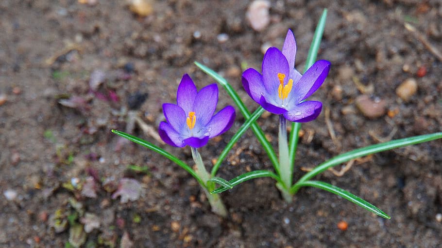 crocus, early bloomer, violet, nature, spring, spring flower HD wallpaper