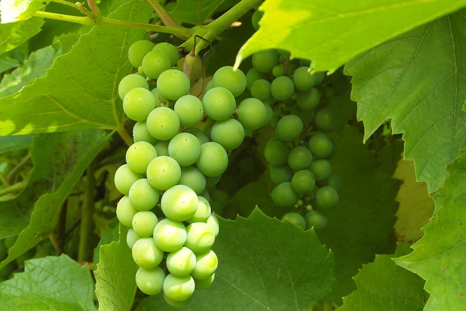 grapes, garden, fruit, summer, nature, food and drink, healthy eating HD wallpaper