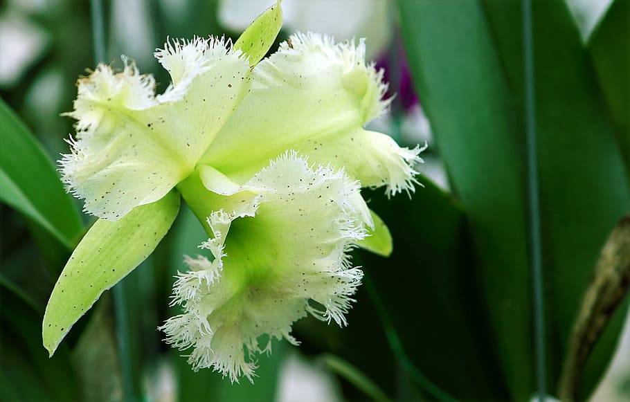 Close Photography of Green Orchid Flower, blur, bright, delicate HD wallpaper