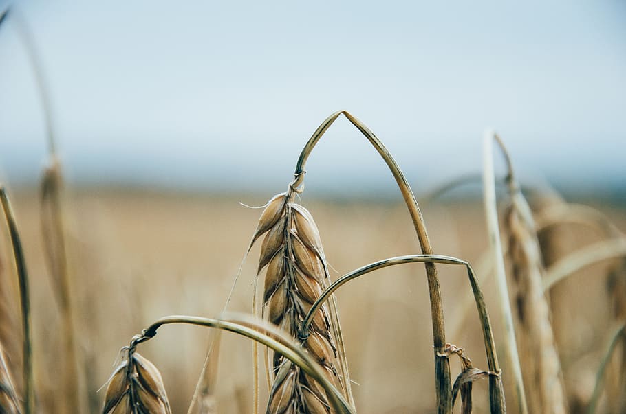 grass, plant, field, wheat, sunlight, morning, flower, dry HD wallpaper