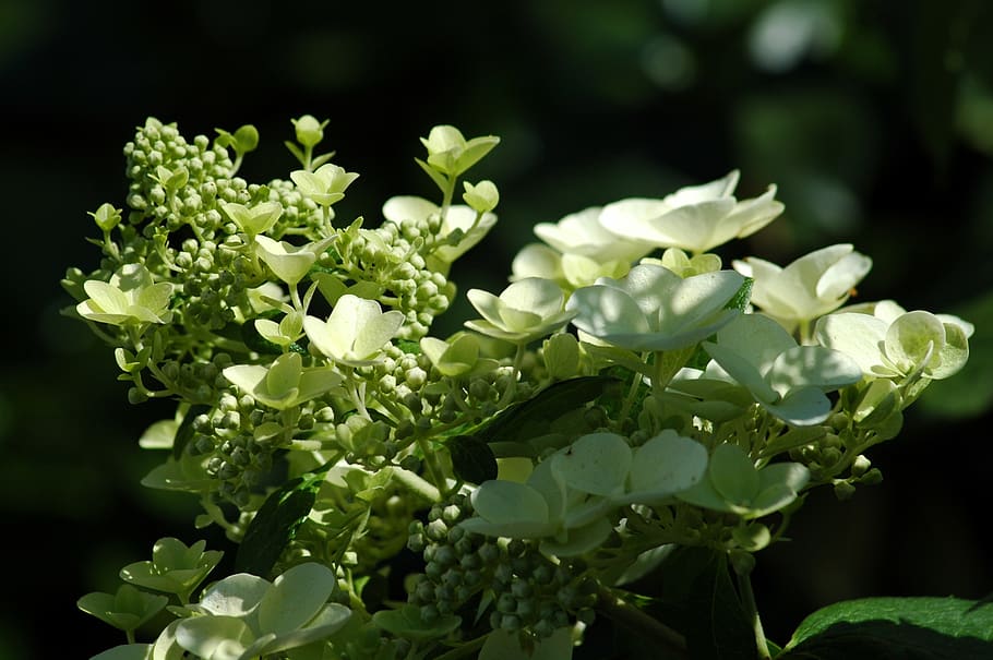 nature, flora, flower, leaf, season, garden, floral, flowering plant HD wallpaper