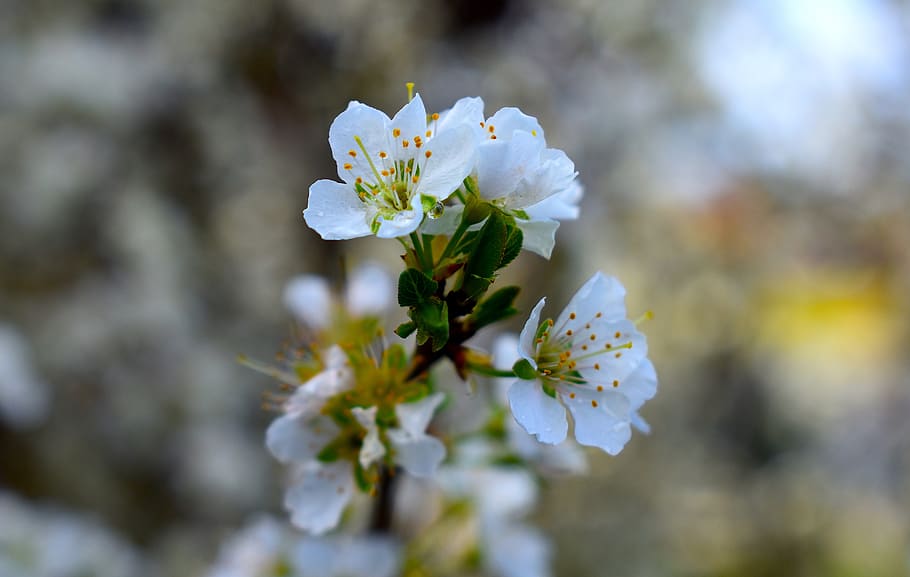 australia, melbourne, flowering plant, freshness, fragility HD wallpaper