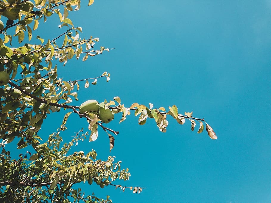 tree, fruit, sky, leaf, nature, leaves, tress, green, blue HD wallpaper