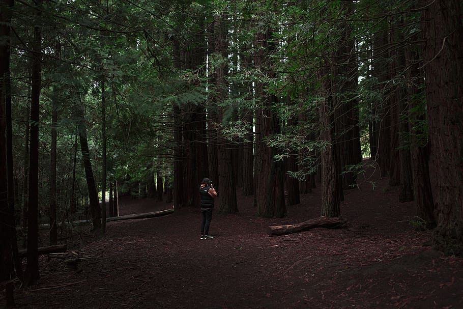 trees, explore, pinetrees, redwood, forest, california, photographer