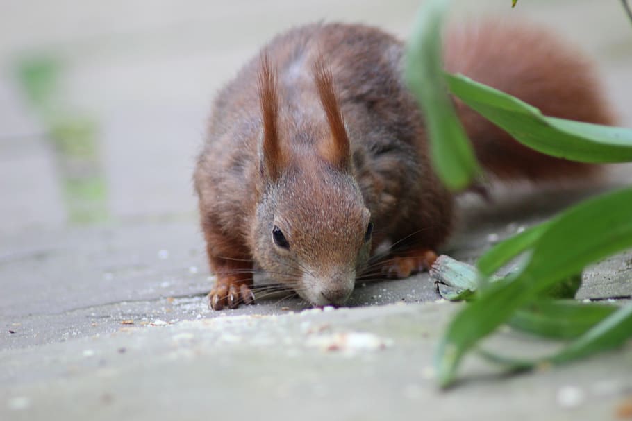 squirrel, creature, nager, foraging, cute, animal themes, one animal HD wallpaper