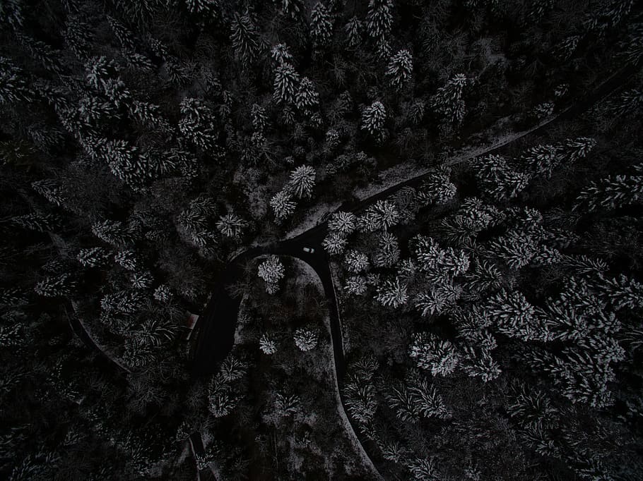 aerial, view, dark, night, tree, plant, forest, growth, nature HD wallpaper
