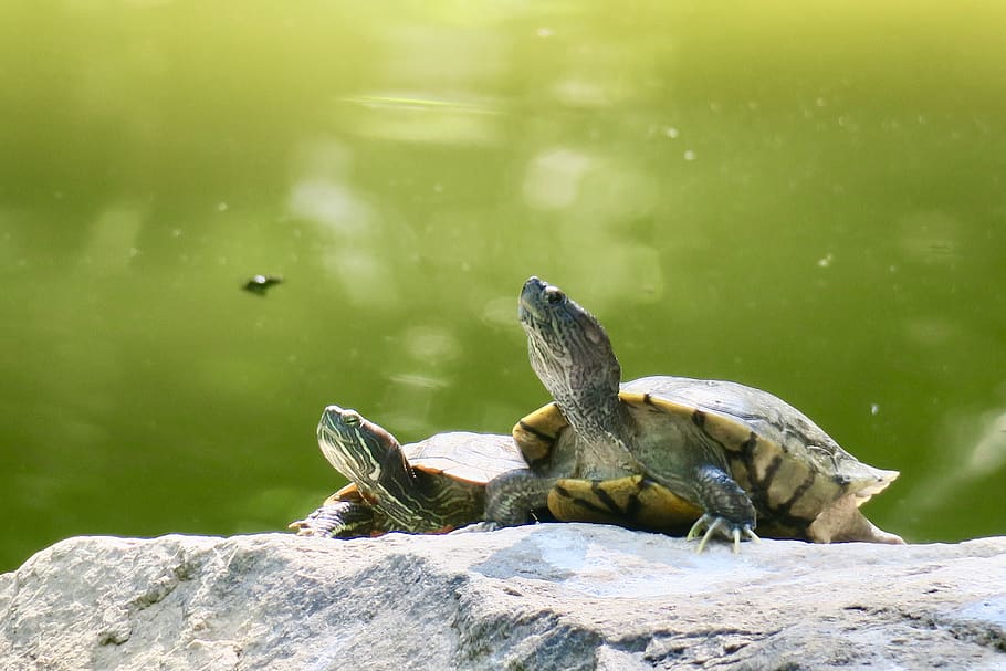 turtle, pet, slow, hard shell, animal themes, animal wildlife HD wallpaper