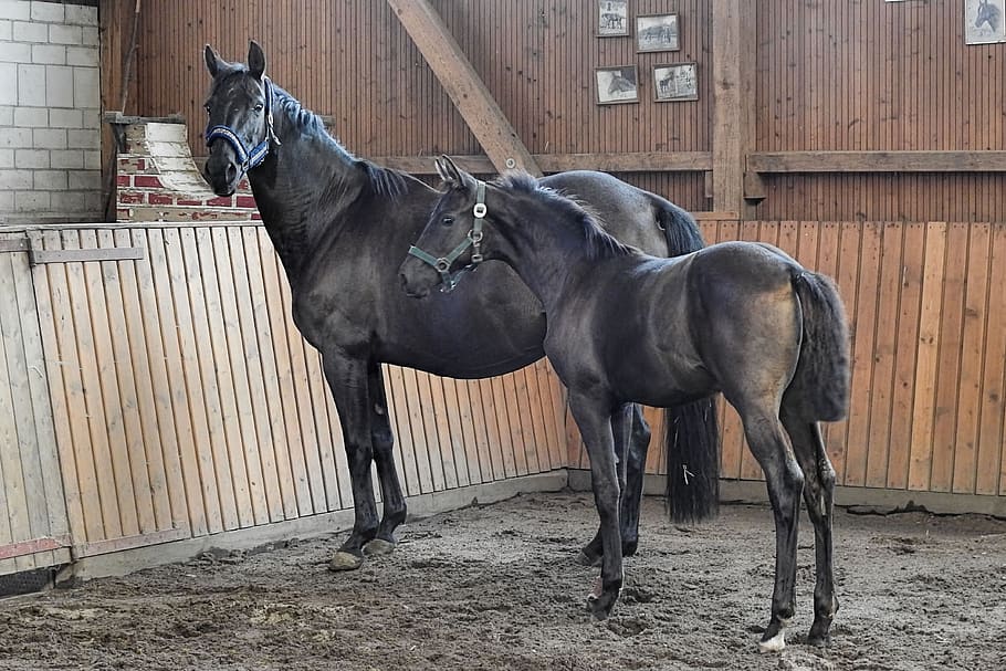 mare, foal, centime, horses, breeding horses, domestic animals HD wallpaper