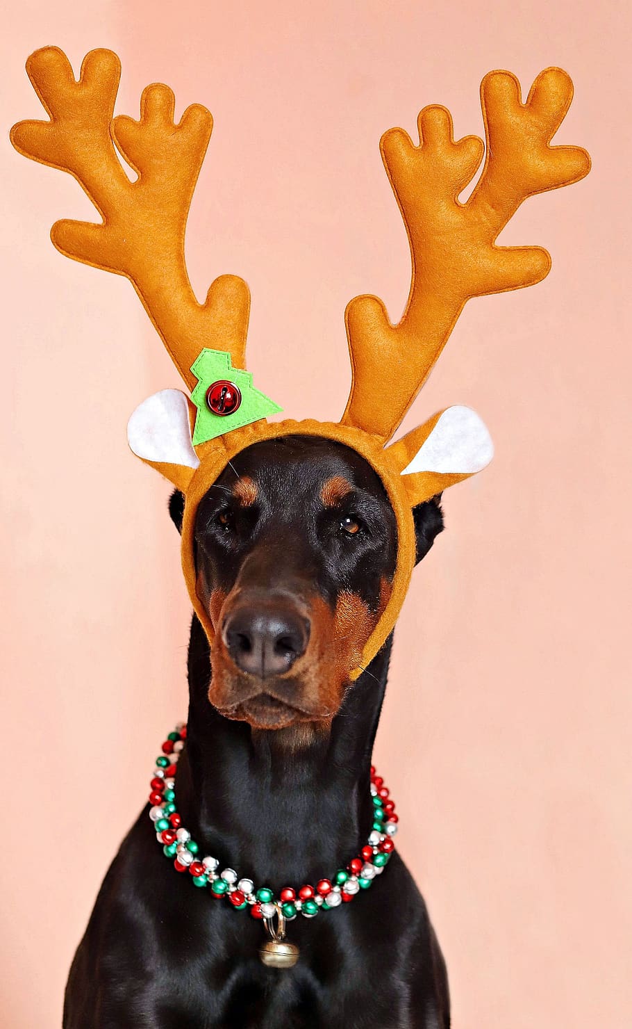 HD wallpaper: dog, doberman, antler, christmas, fun, cute, mammal, one  animal | Wallpaper Flare
