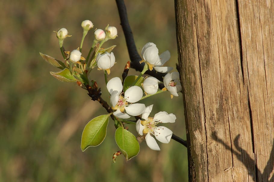 bloom, spring, orchard, flower, nature, flora, plant, growth HD wallpaper