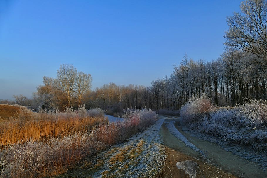 nature, country, path, trees, winter, frost, plant, sky, tranquility HD wallpaper