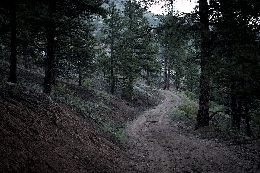 gray road in between trees, ground, dirt road, gravel, plant HD wallpaper