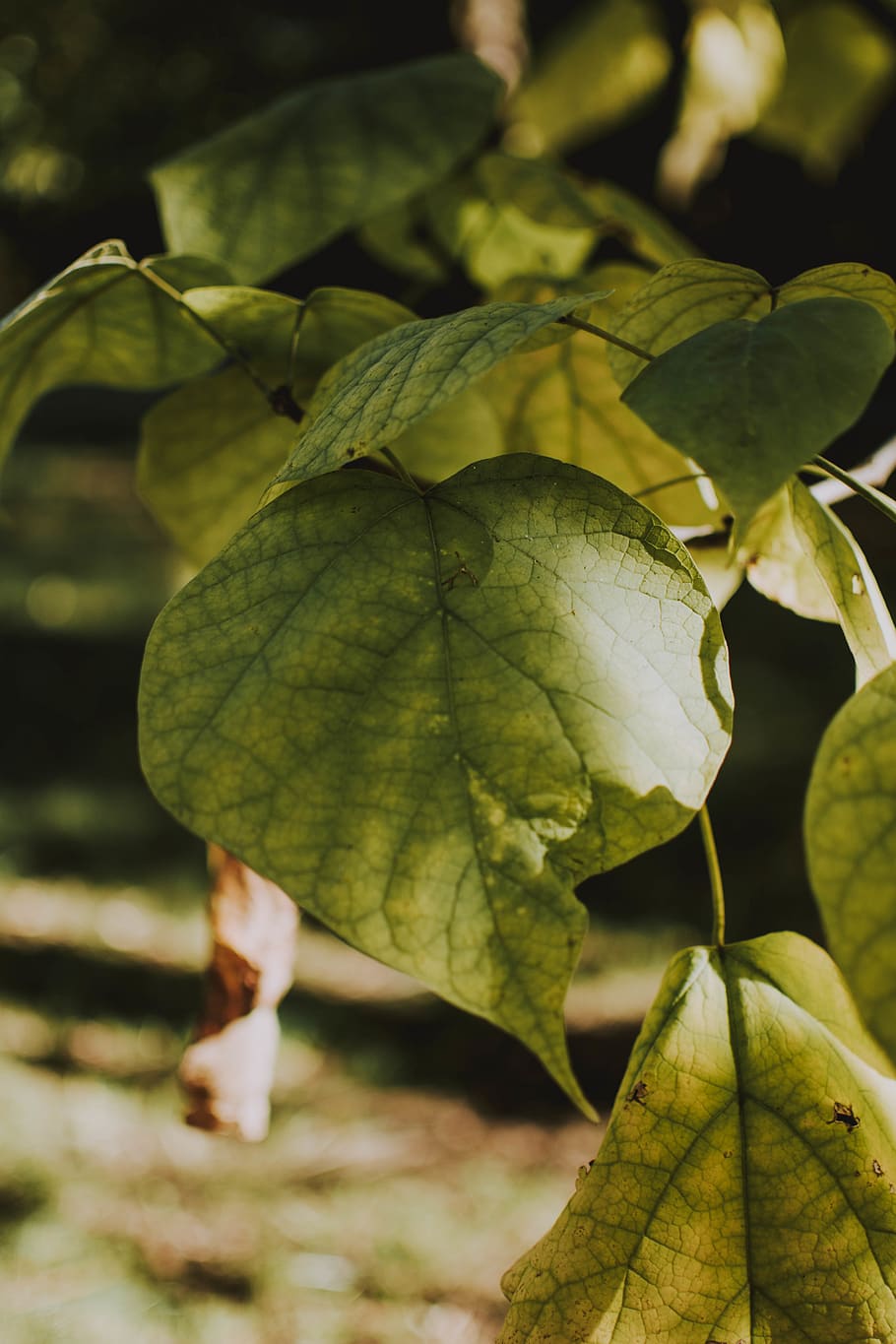 Green Leafed Plant, blurred background, bright, close-up, colors HD wallpaper