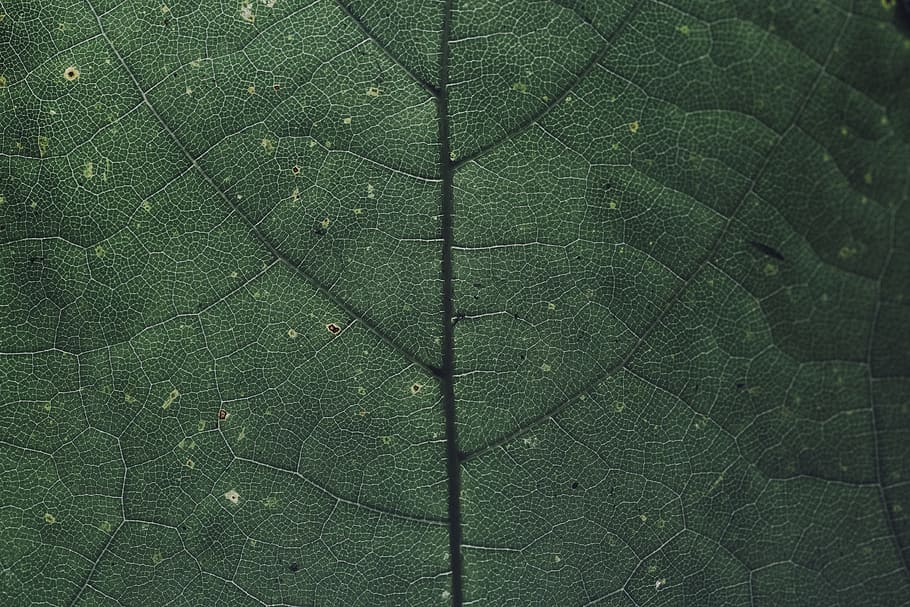 macro photography of green leaf, line, pattern, color, texture HD wallpaper