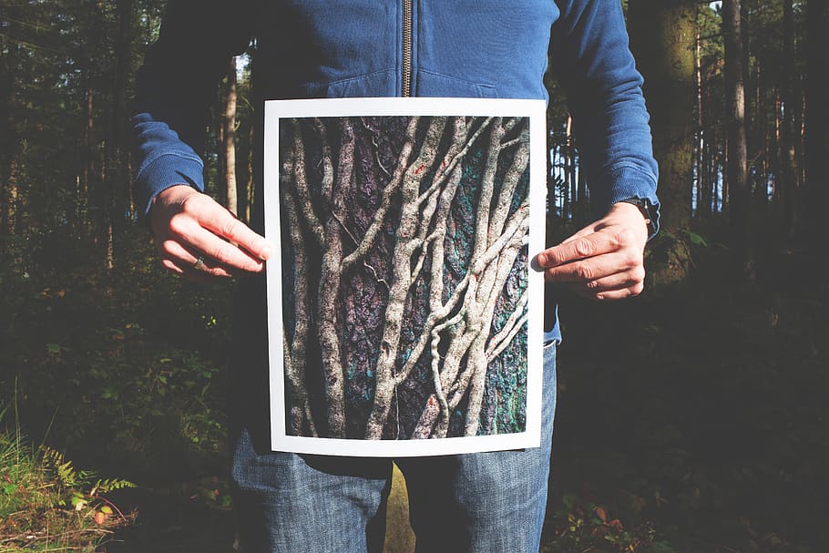 forest, hands, held, man, person, picture, roots, trees, woods HD wallpaper