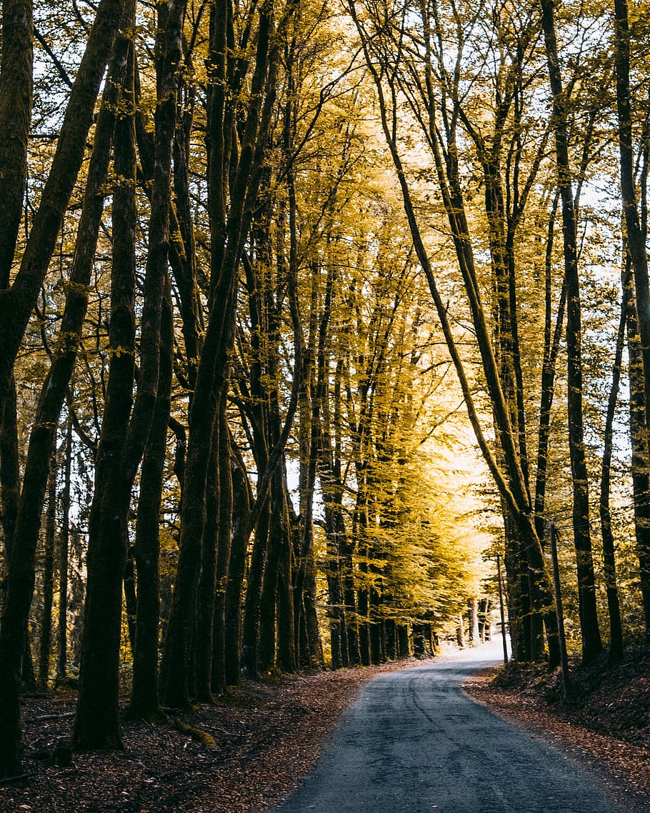 Photo of Road Surrounded by Tall Trees, curve, daylight, environment HD wallpaper