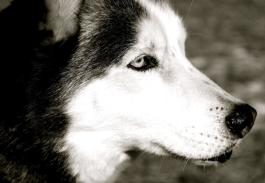 dog, husky, one animal, canine, mammal, animal themes, looking HD wallpaper