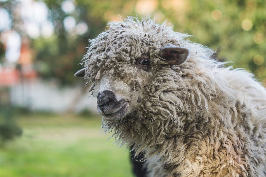sheep, white, white sheep, lamb, nature, mammal, farm, portrait HD wallpaper