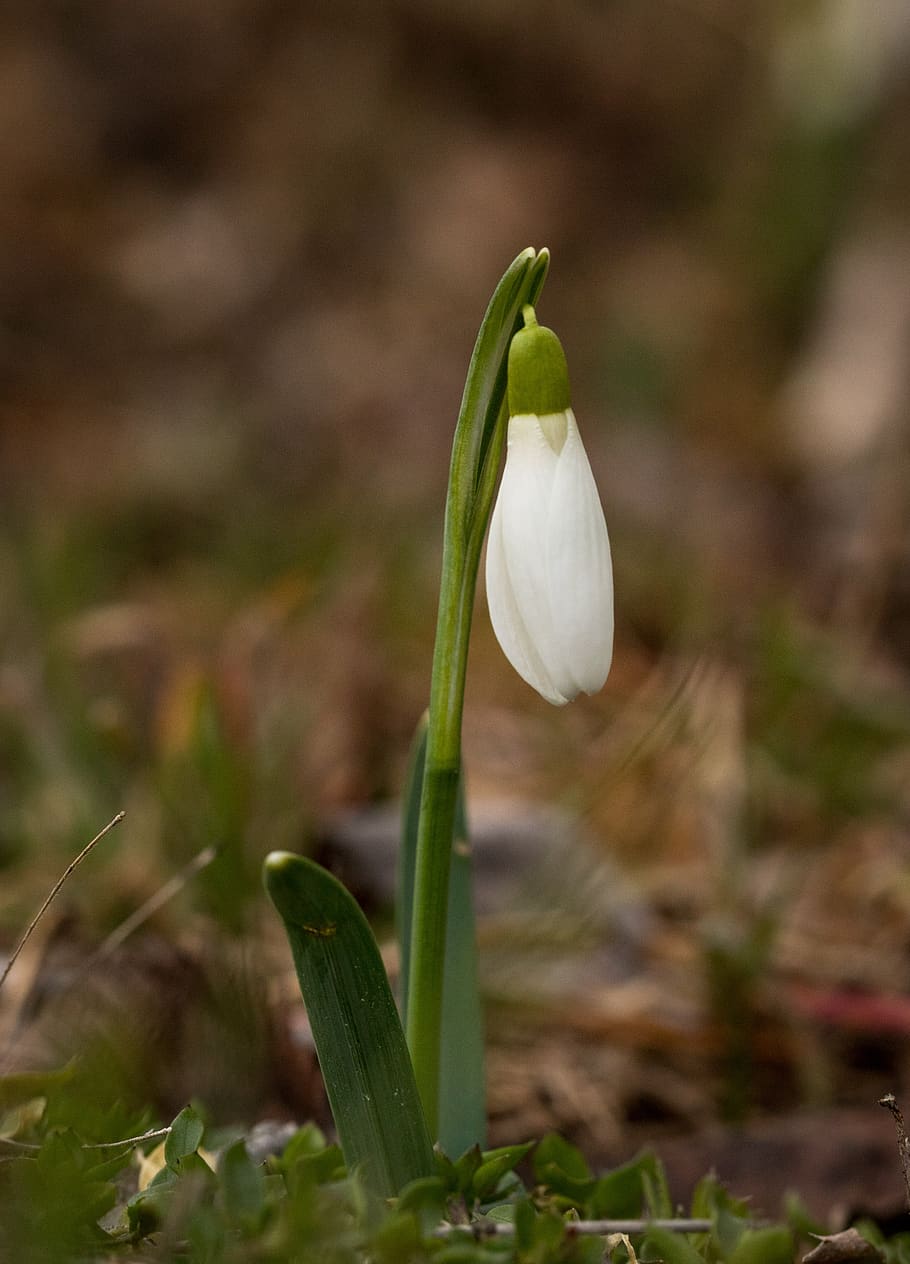 bloom, snowdrop, forest, spring, flora, nature, plant, growth HD wallpaper