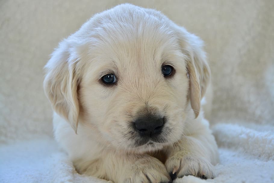 puppy, puppies, golden retriever puppy, dog breed, mister blue sky golden, HD wallpaper