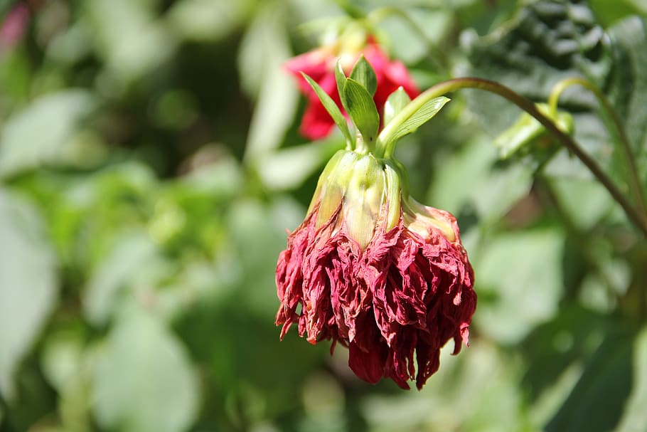 guatape, Death, red, green, Flower, marchita, flor, mood, close-up, HD wallpaper