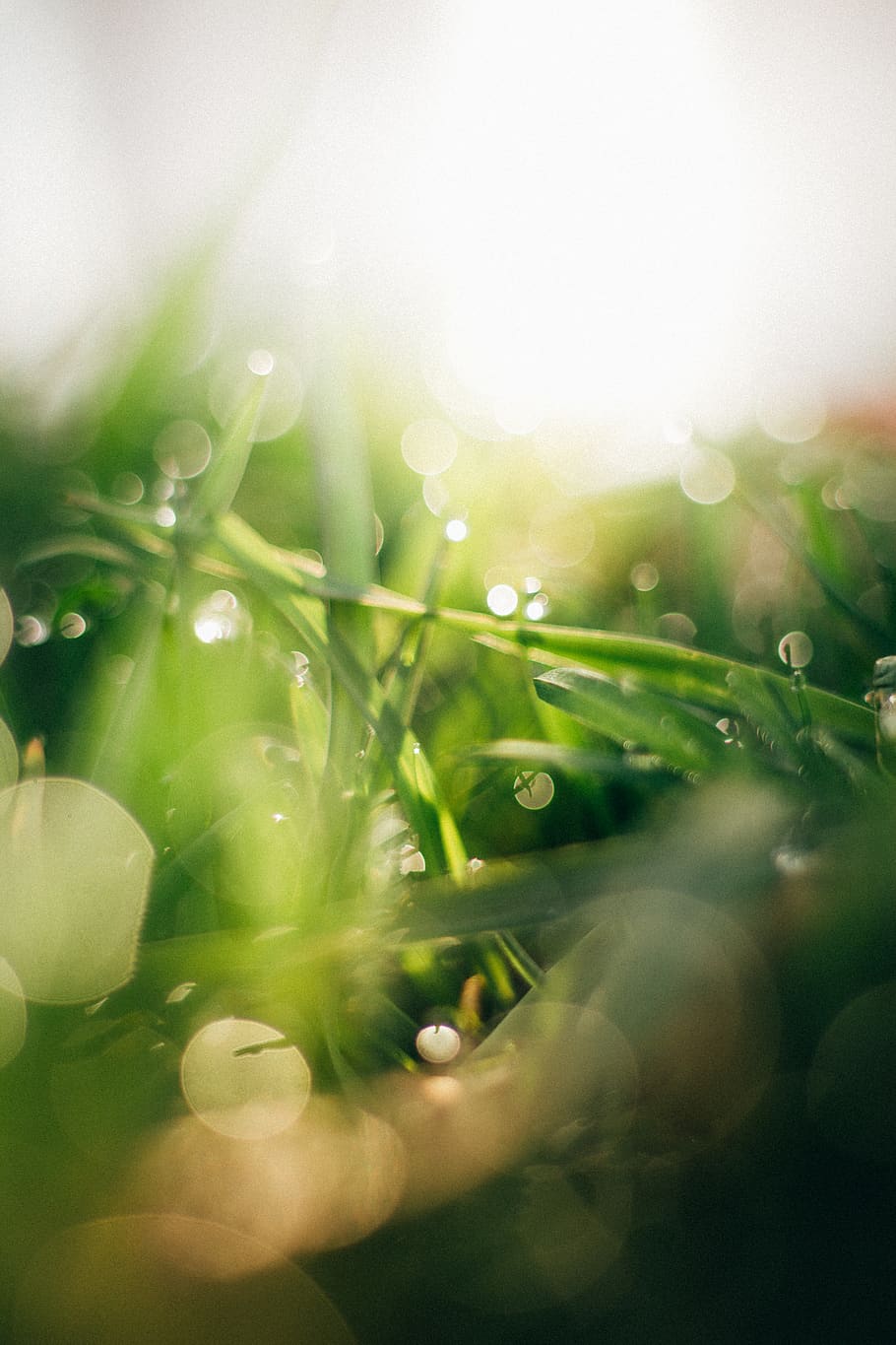 selective focus, plant, close-up, growth, nature, green color HD wallpaper