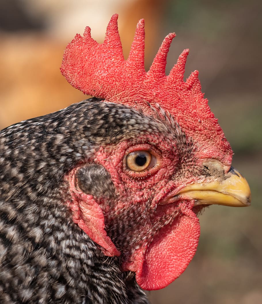 hen, portrait, close-up, head, chicken, art fair, outdoor, farm HD wallpaper