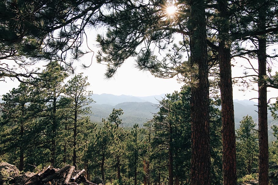 sunrays on green trees, plant, fir, abies, conifer, outdoors HD wallpaper