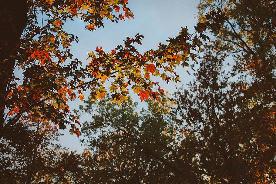 brown and red leaf trees at daytime, grand rapids, united states HD wallpaper
