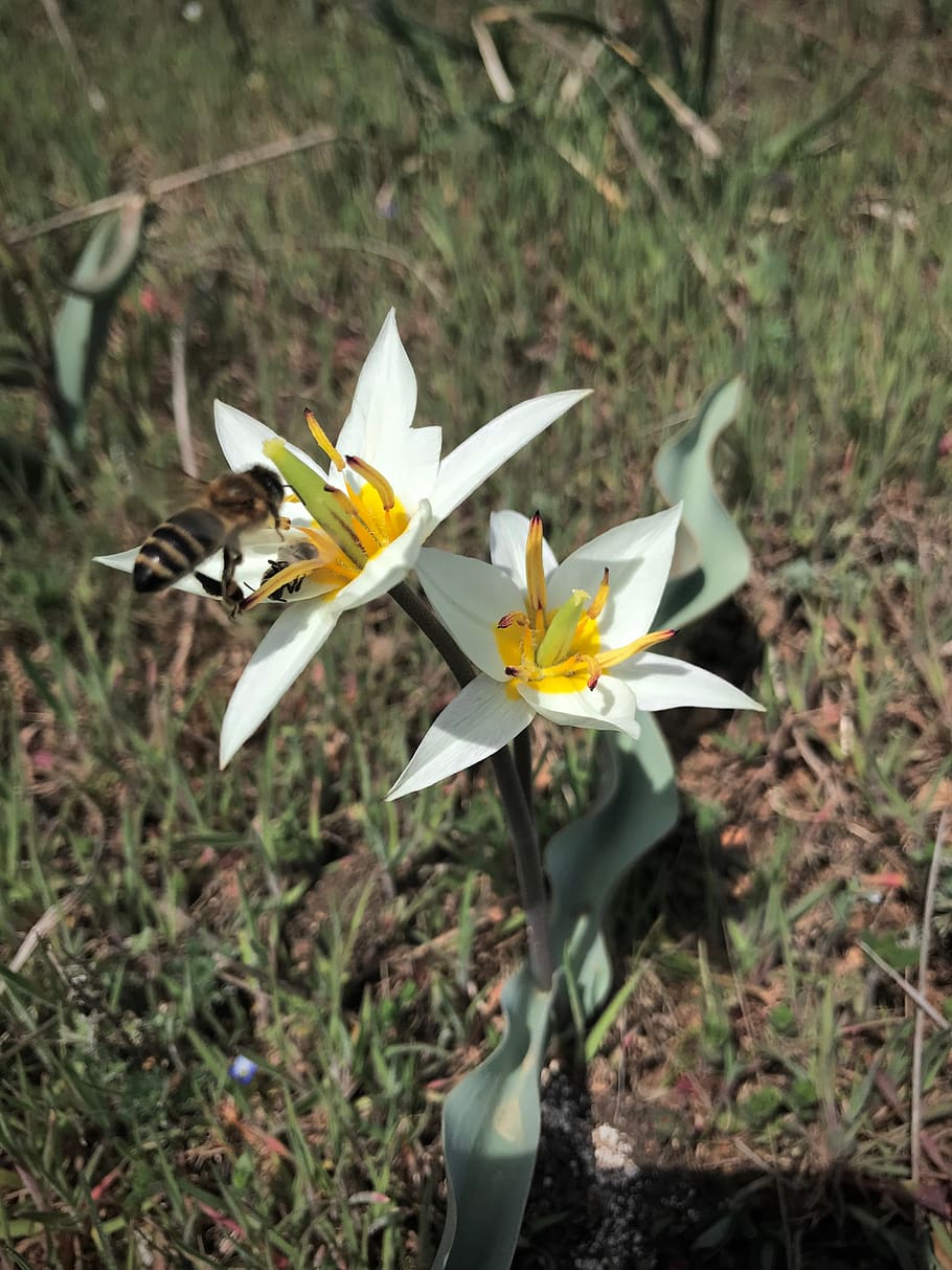 ukraine, odesa, bee, flying, yellow, grass, macro, flower, flowering plant HD wallpaper