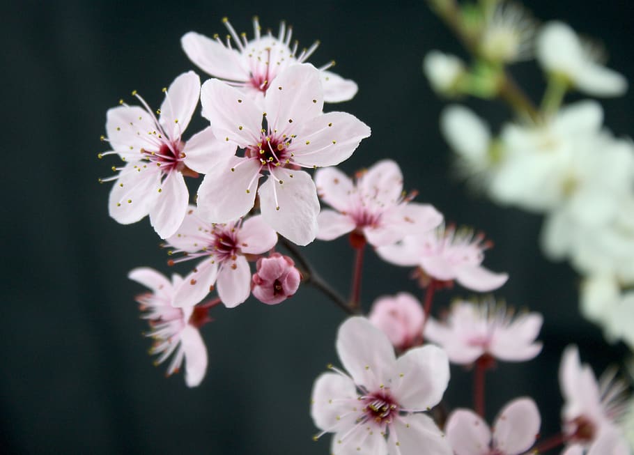 flowers, spring, pink, white, decorative, flowering plant, fragility HD wallpaper