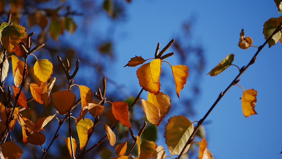 nature, leaf, leaves, tree, trees, wallpaper, automn, hdwallpaper HD wallpaper