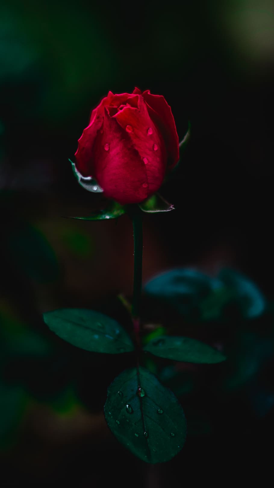 red rose, plant, blossom, flower, flora, fish, animal, sprout HD wallpaper