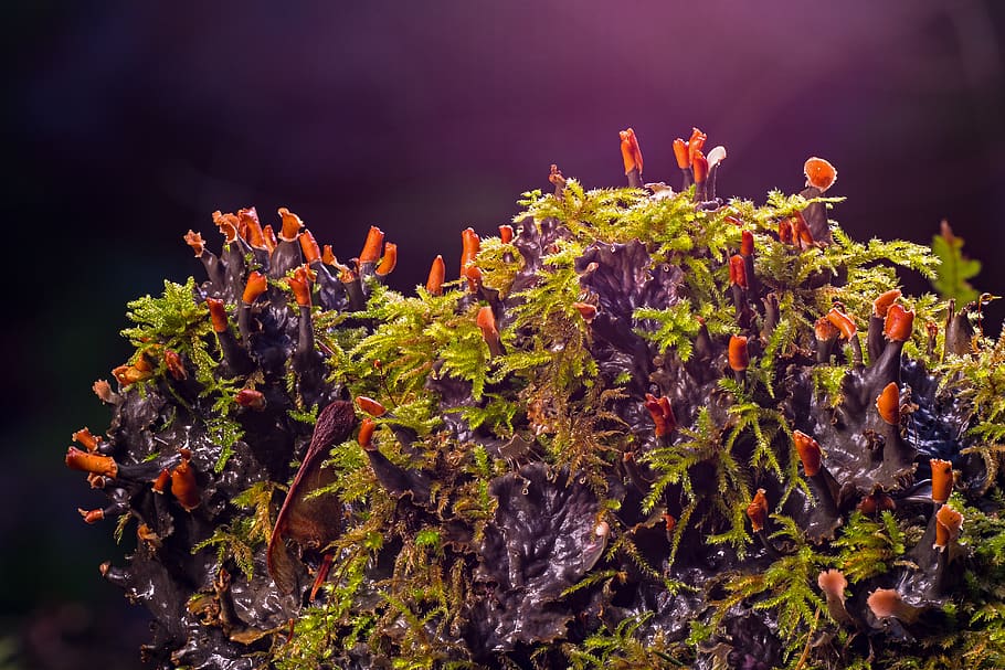 moss, mushroom, weave, green, plant, nature, no people, growth HD wallpaper